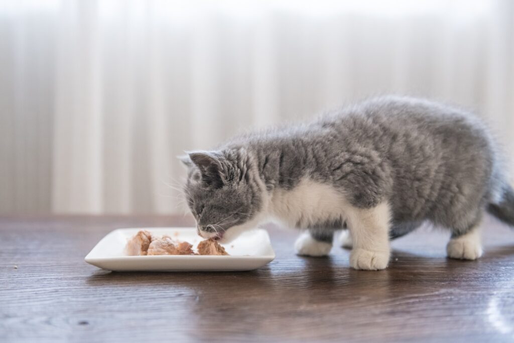 gray and white kitten eating wet food from a plate