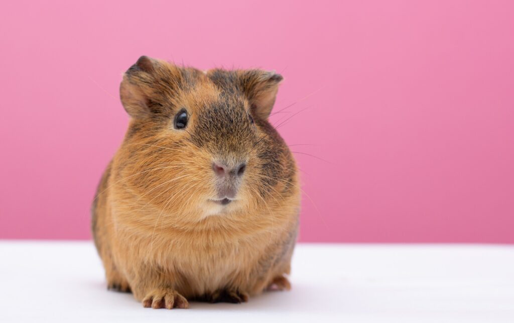 Guinea pig pink background
