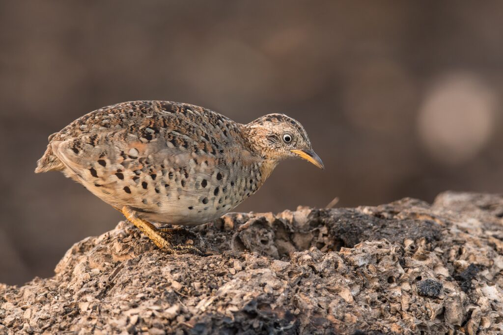 button quail sitting on rock outside