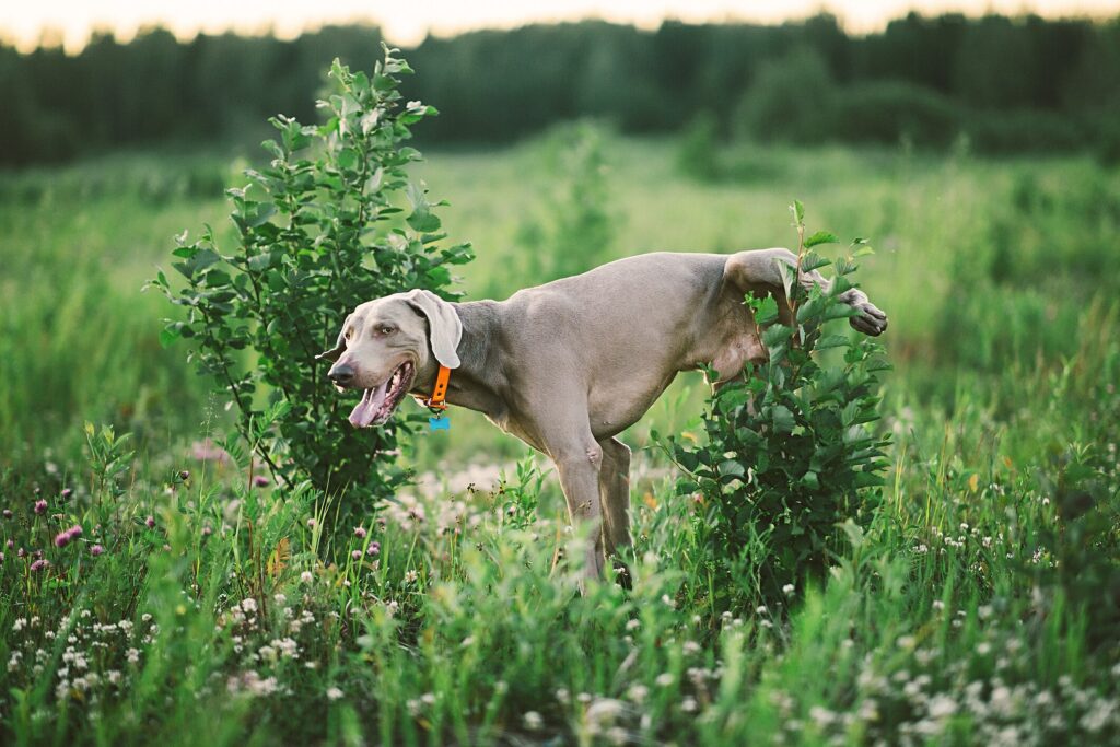 A dog urinates in a green field.