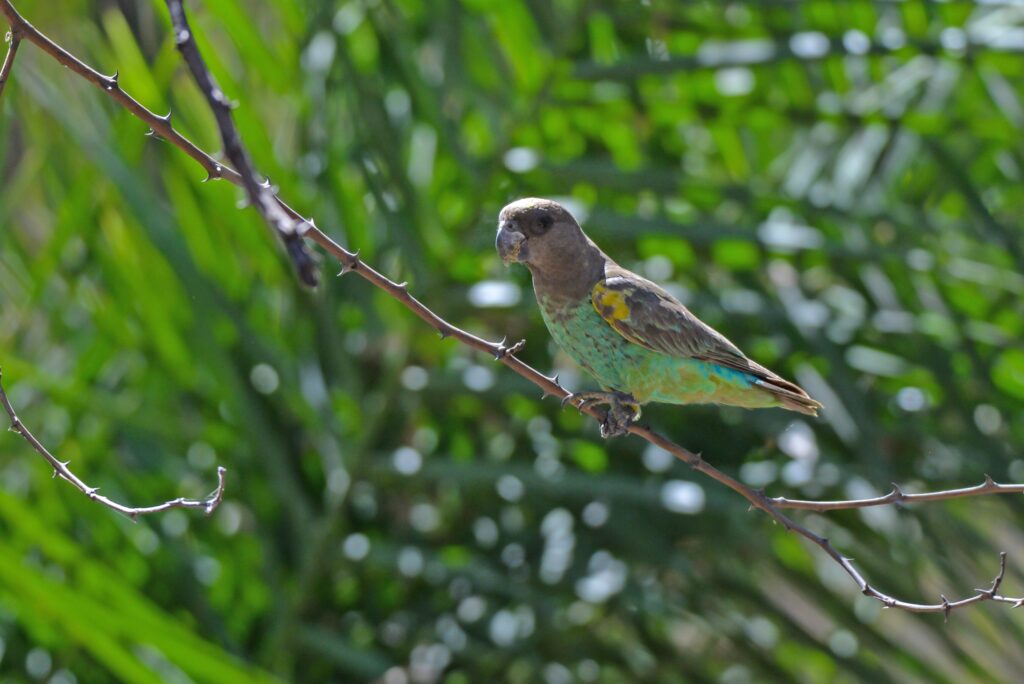 Meyers parrot in tree
