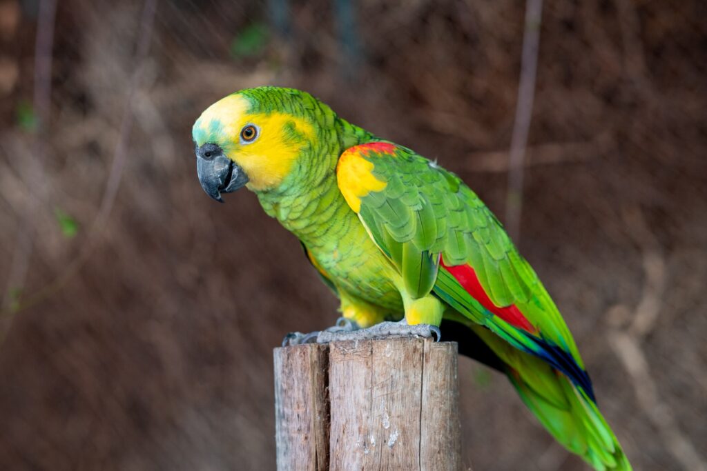 Amazon parrot