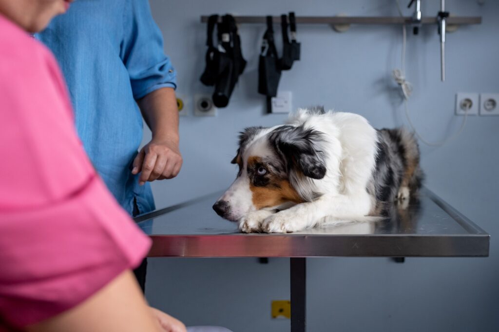 shepherd dog lying on vet exam table