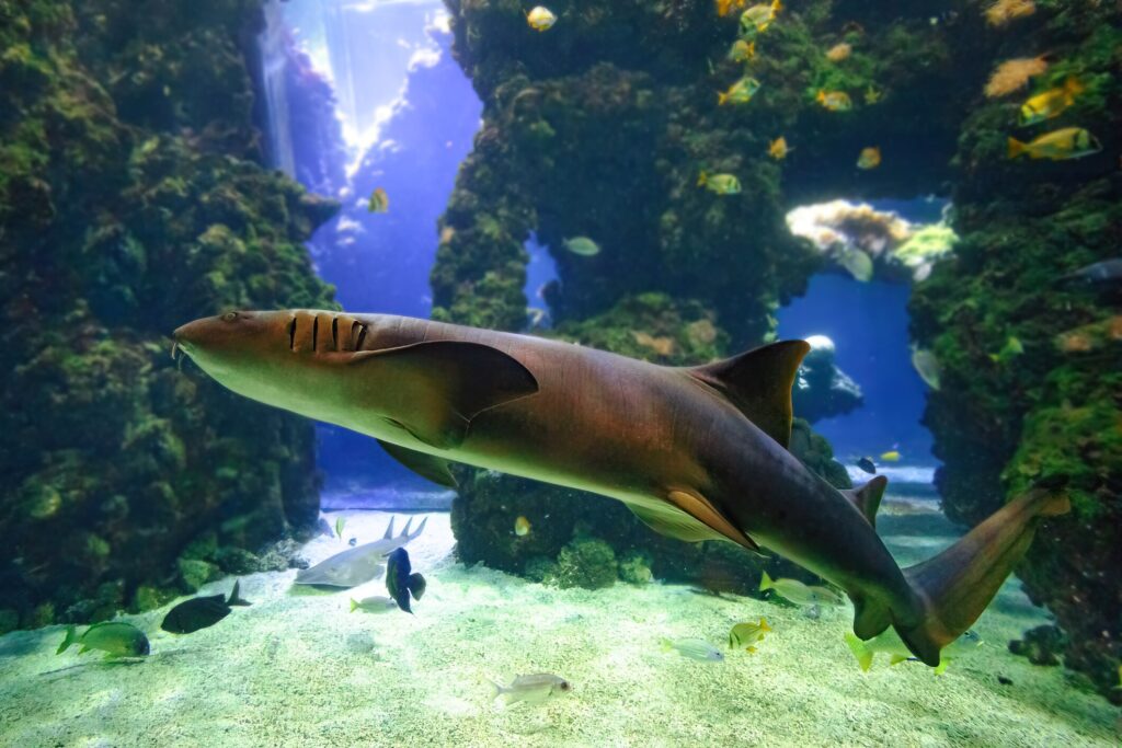 Nurse shark in aquarium