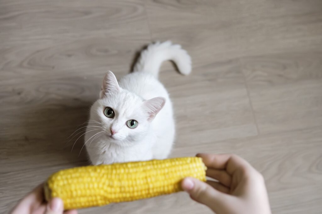 white cat looking up at corn on the cob