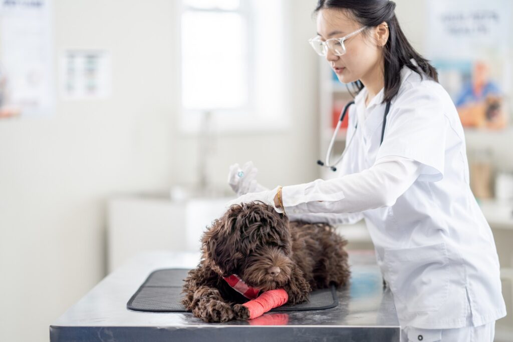 vet-administering-vaccine-to-fluffy-brown-dog