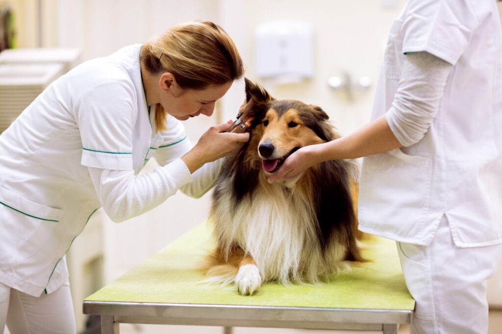 female vet looking into ear of collie dog