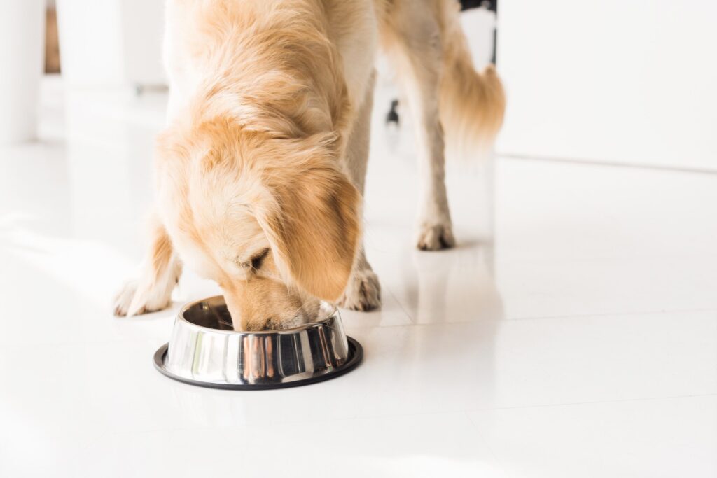 golden retriever eating from a silver metal food bowl