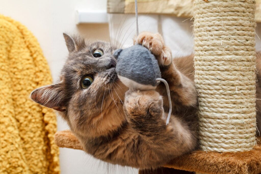 A cat chews on their toy.
