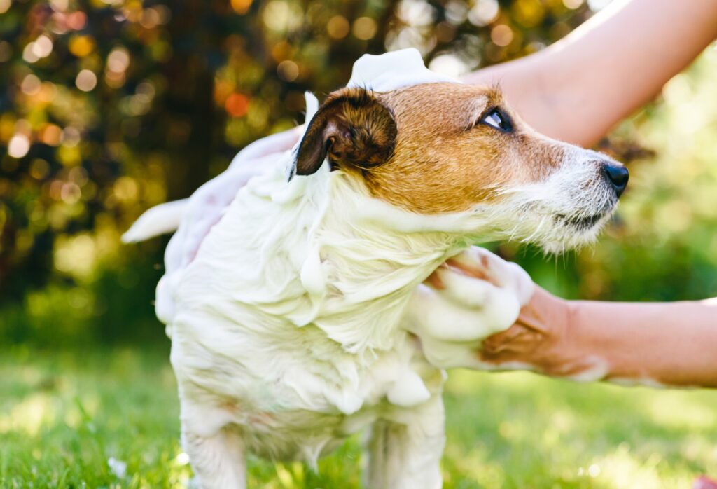 A Jack Russell Terrier is shampooed by his pet parent.