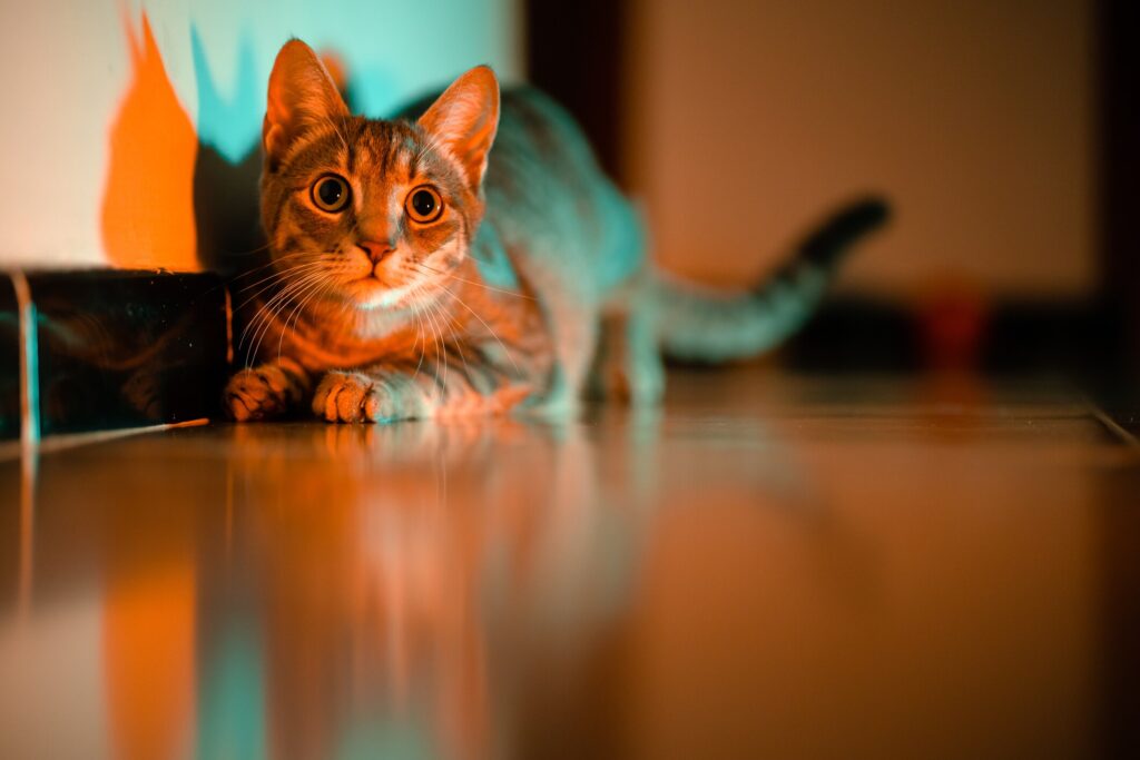 Mischievous cat