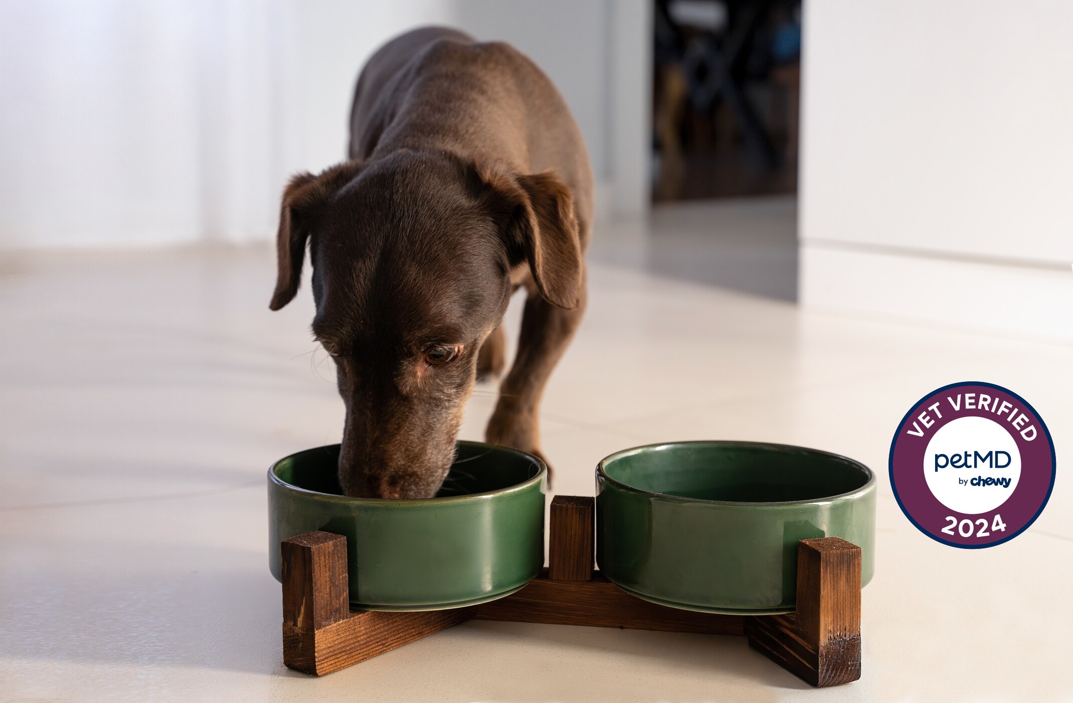chocolate lab puppy eating out of green bowl