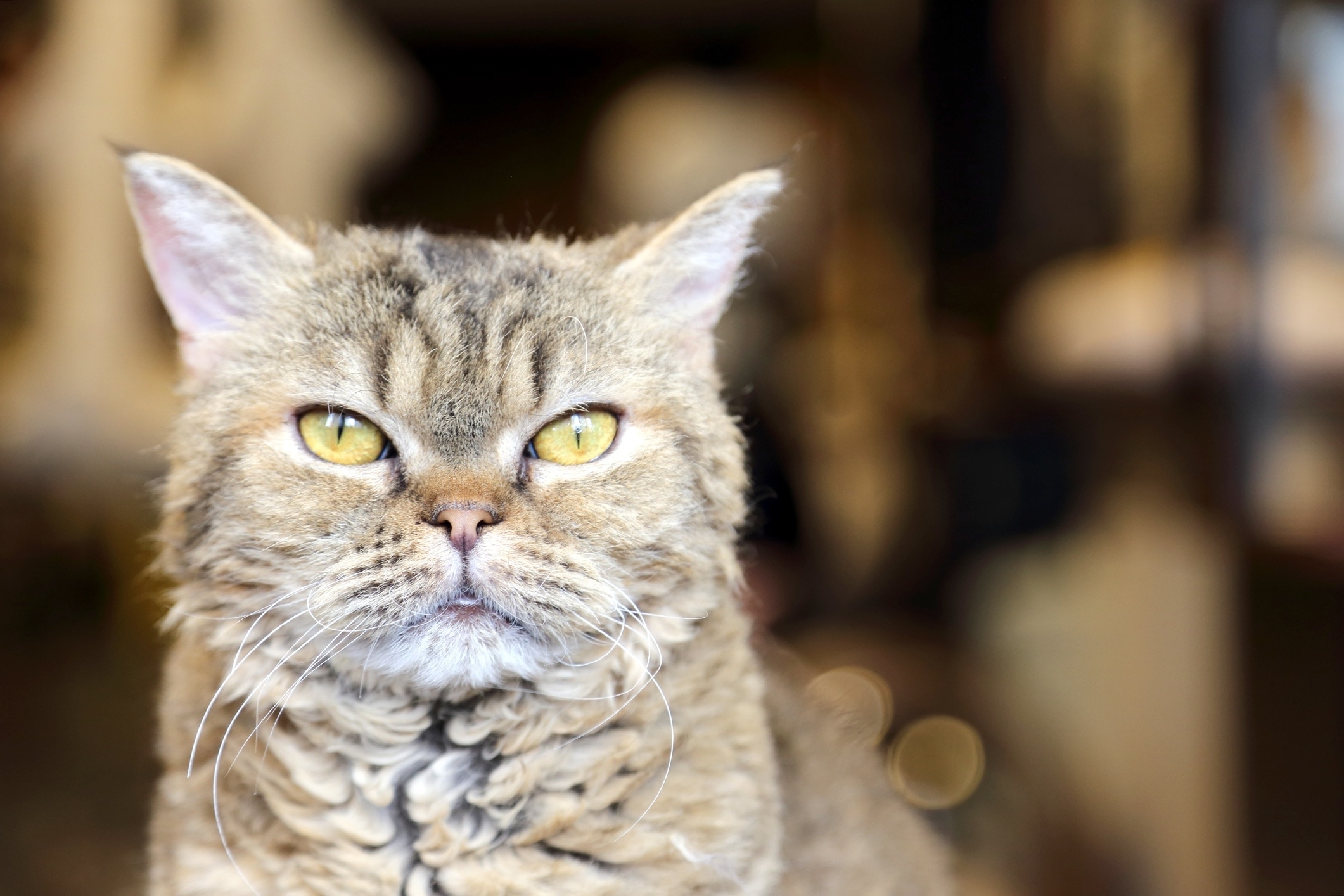 tabby laperm cat looking at camera