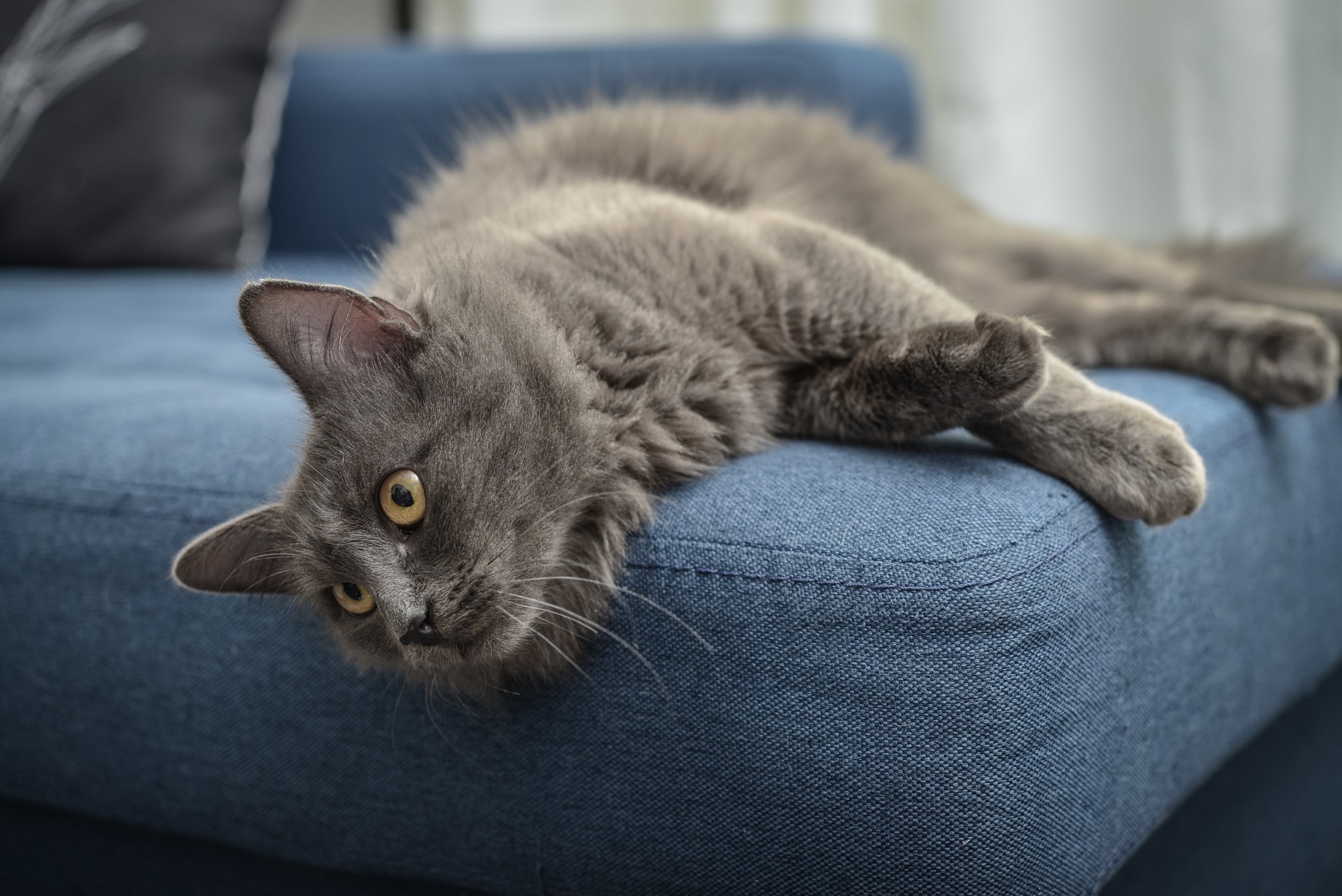 nebelung cat lounging on a blue cushion