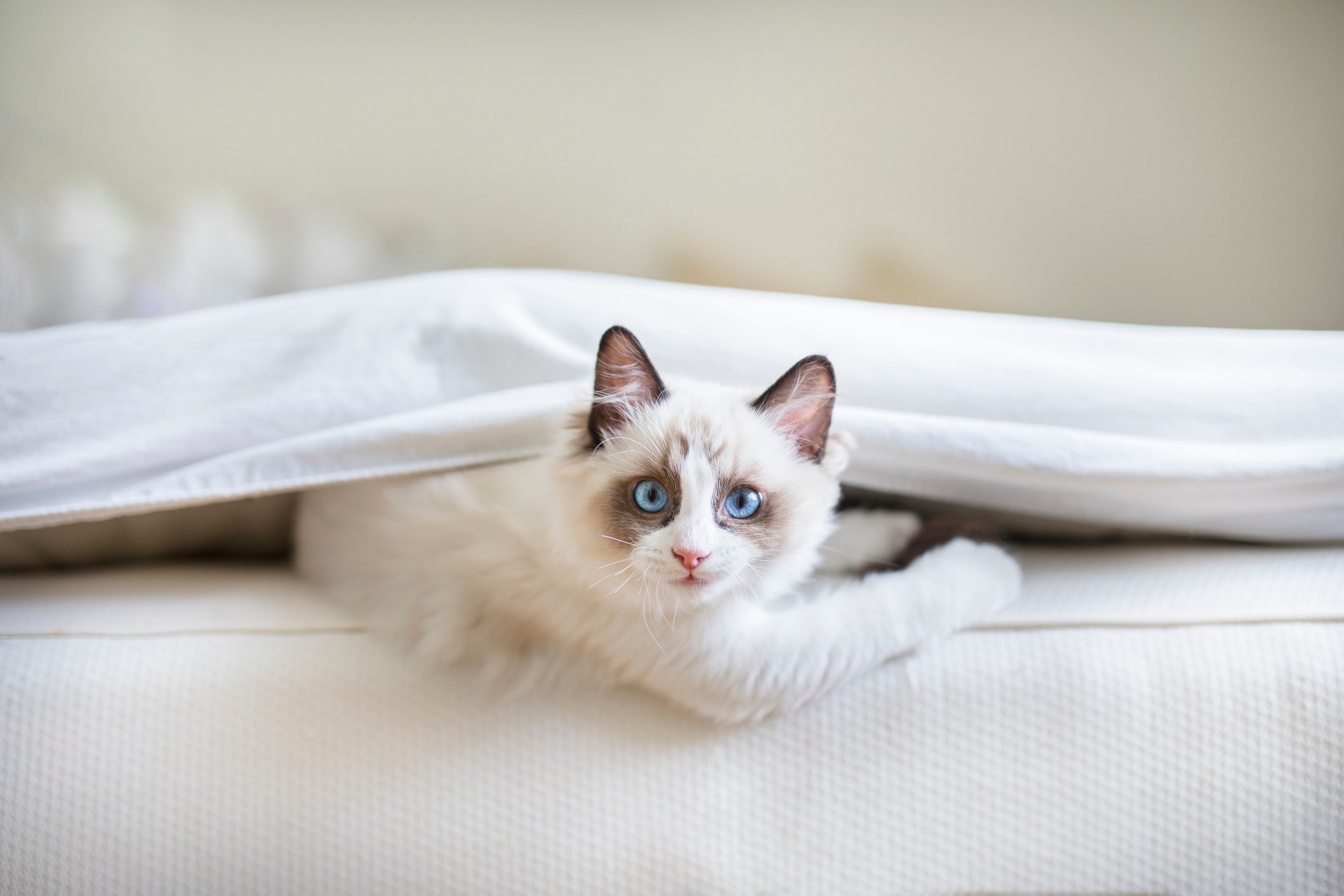 ragdoll kitten playing in a bed