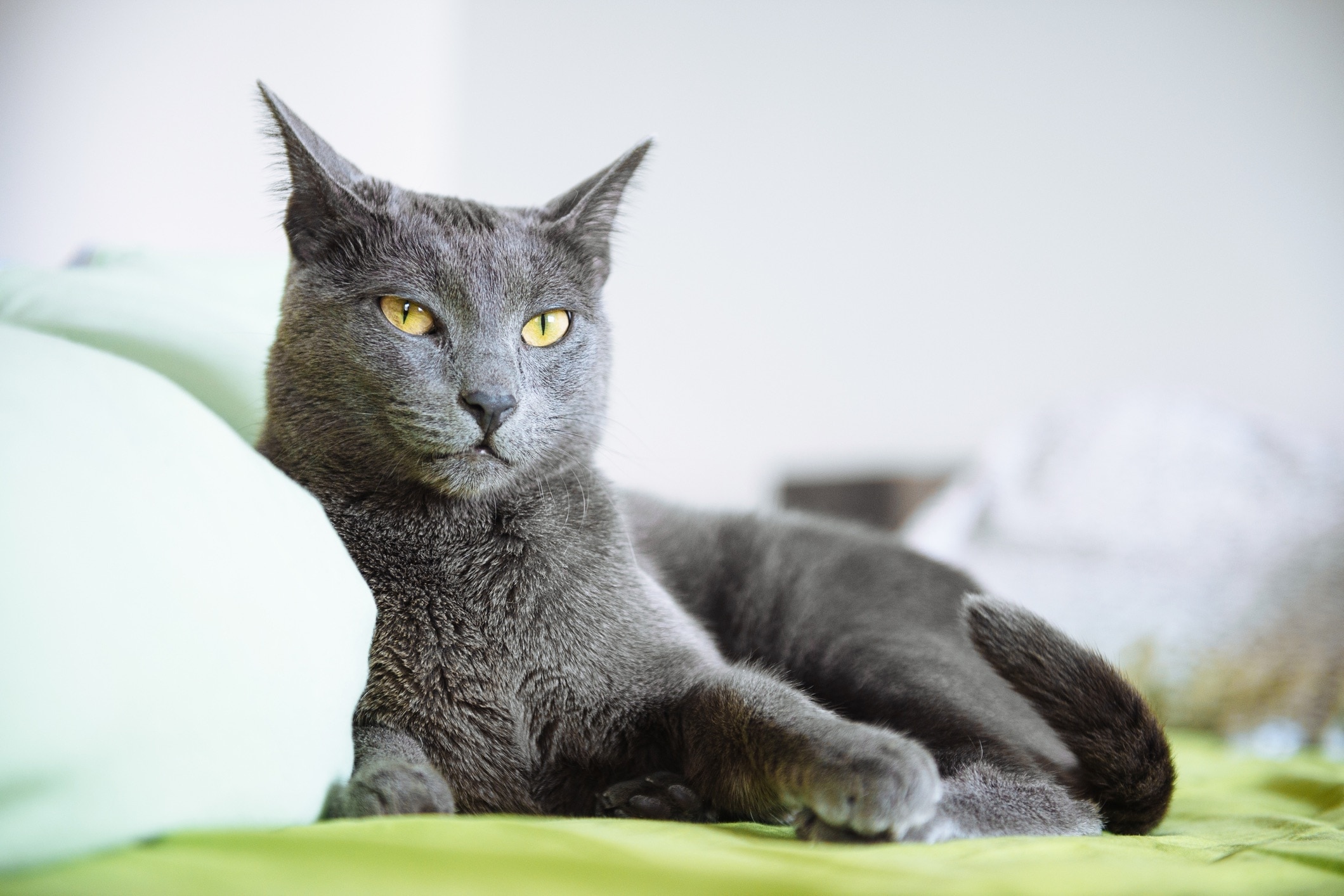 russian blue cat lounging