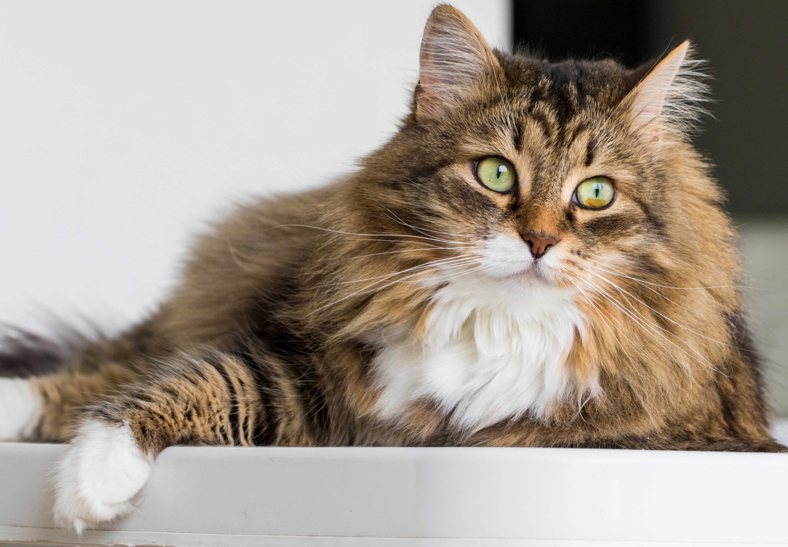 longhaired brown siberian cat