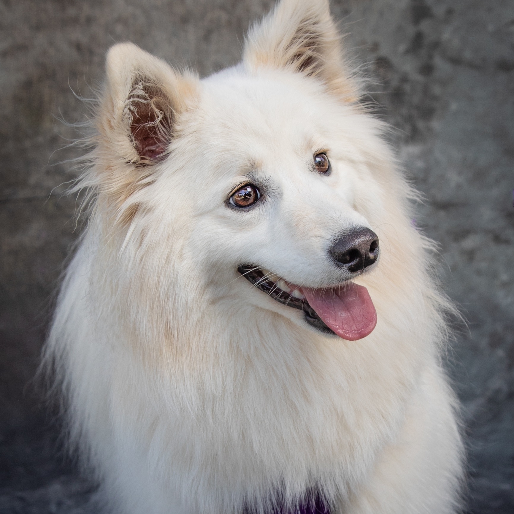 close-up of american eskimo dog
