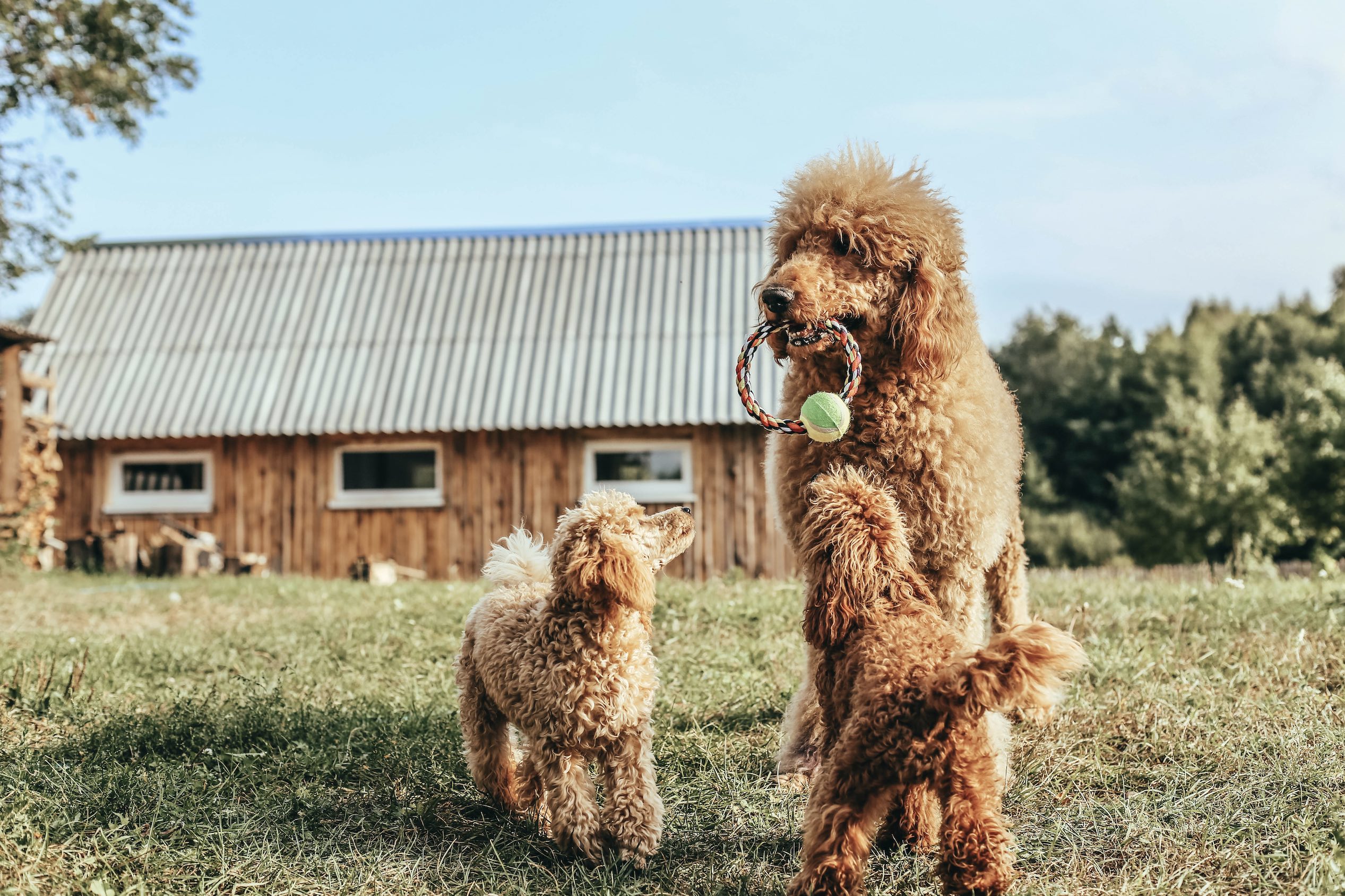 tan standard poodle holding a toy with two puppies looking up at her