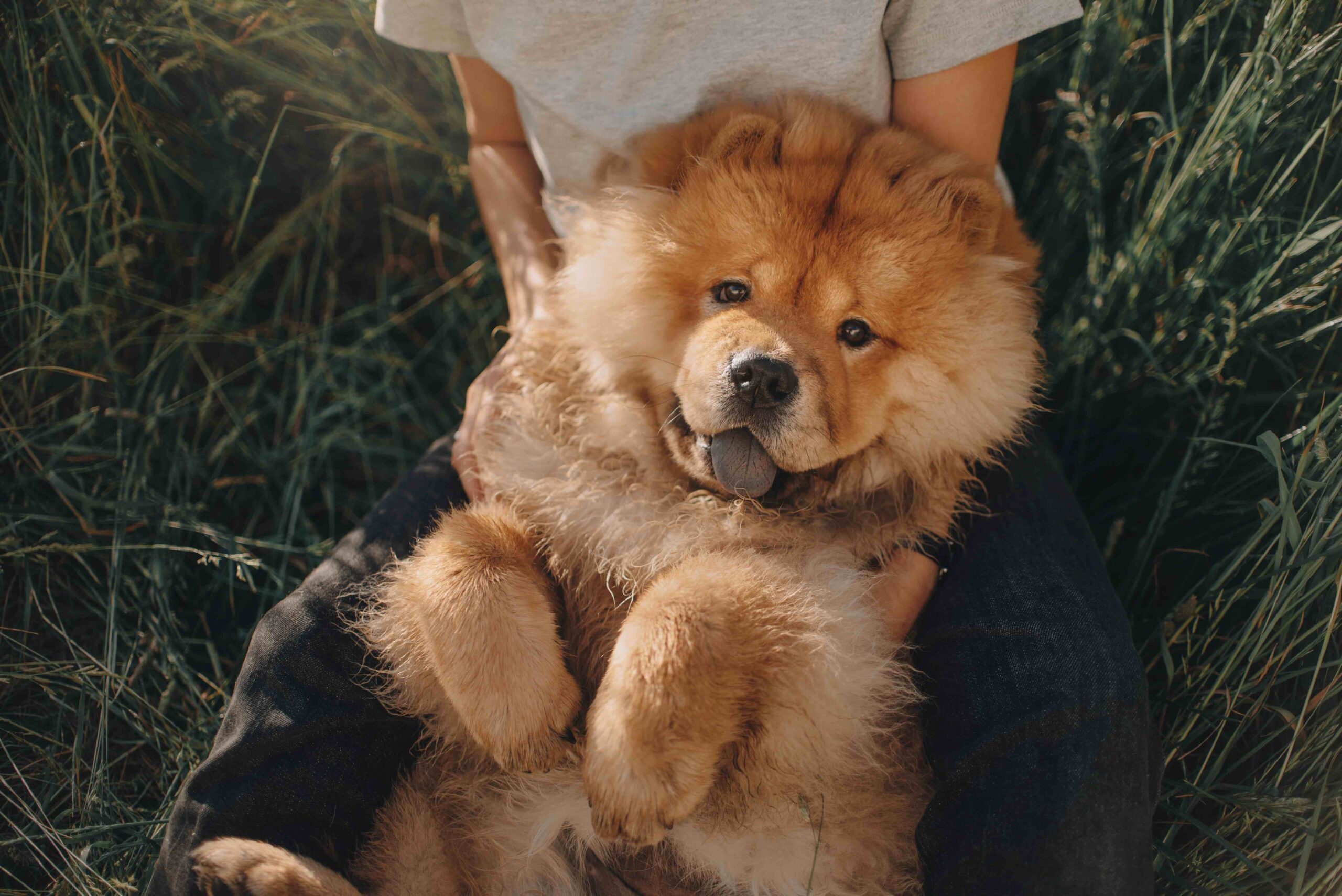 red chow chow dog lying on his back in his owner's lap