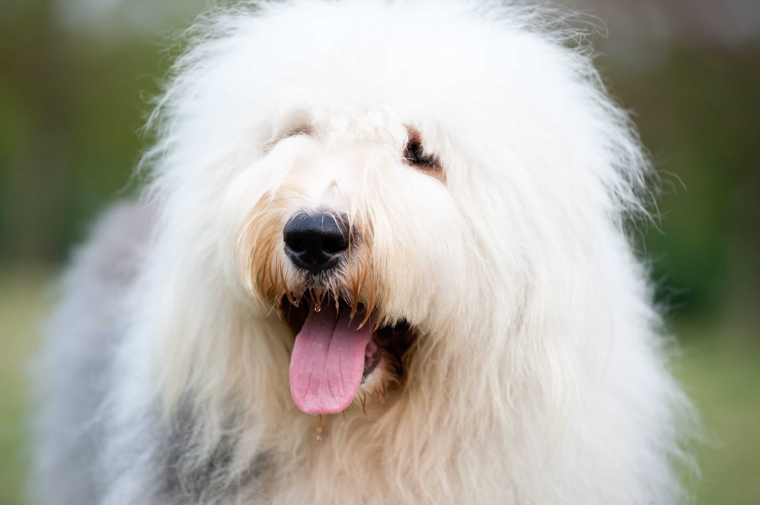 close-up of a fluffy old english sheepdog
