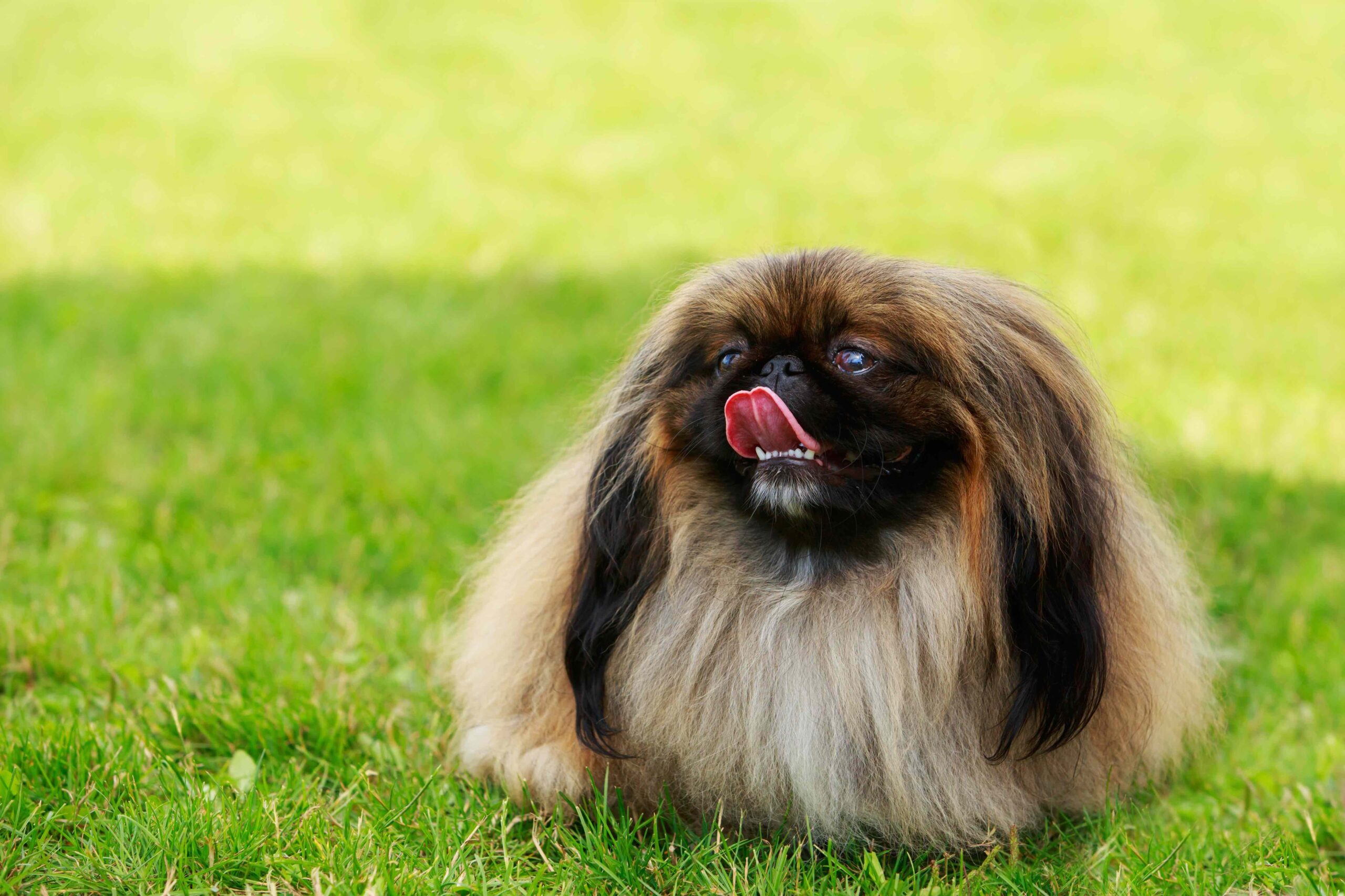 fluffy brown and black pekingese dog