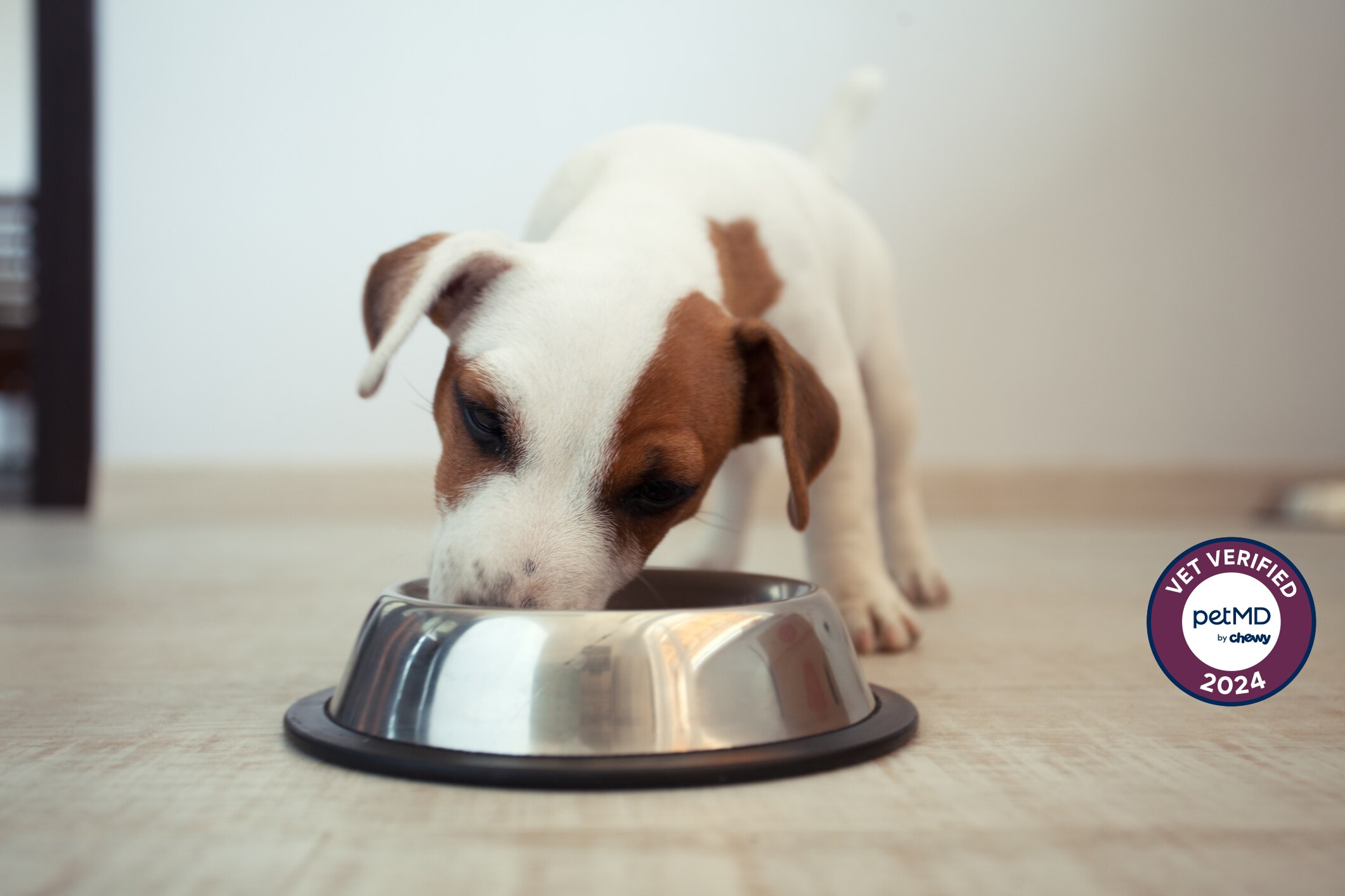 little puppy eating out of silver bowl