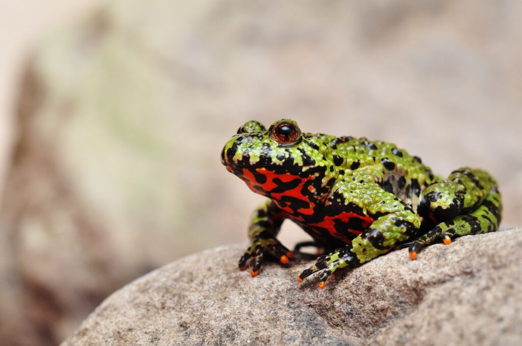 Fire belly toad