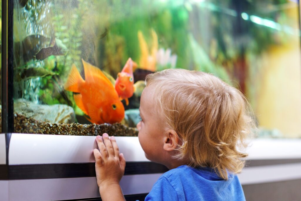 Kid looking at fish