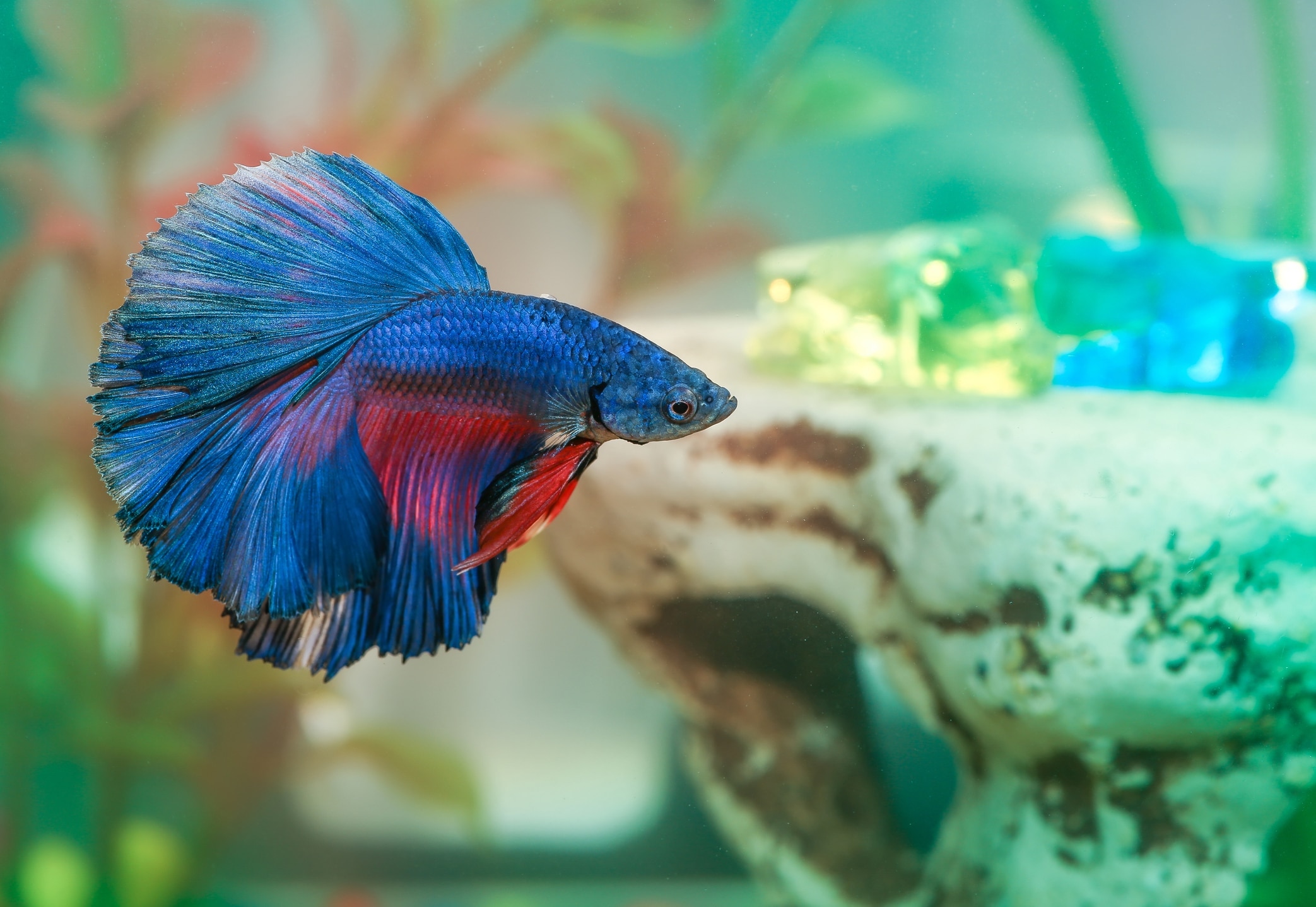 Betta fish in tank