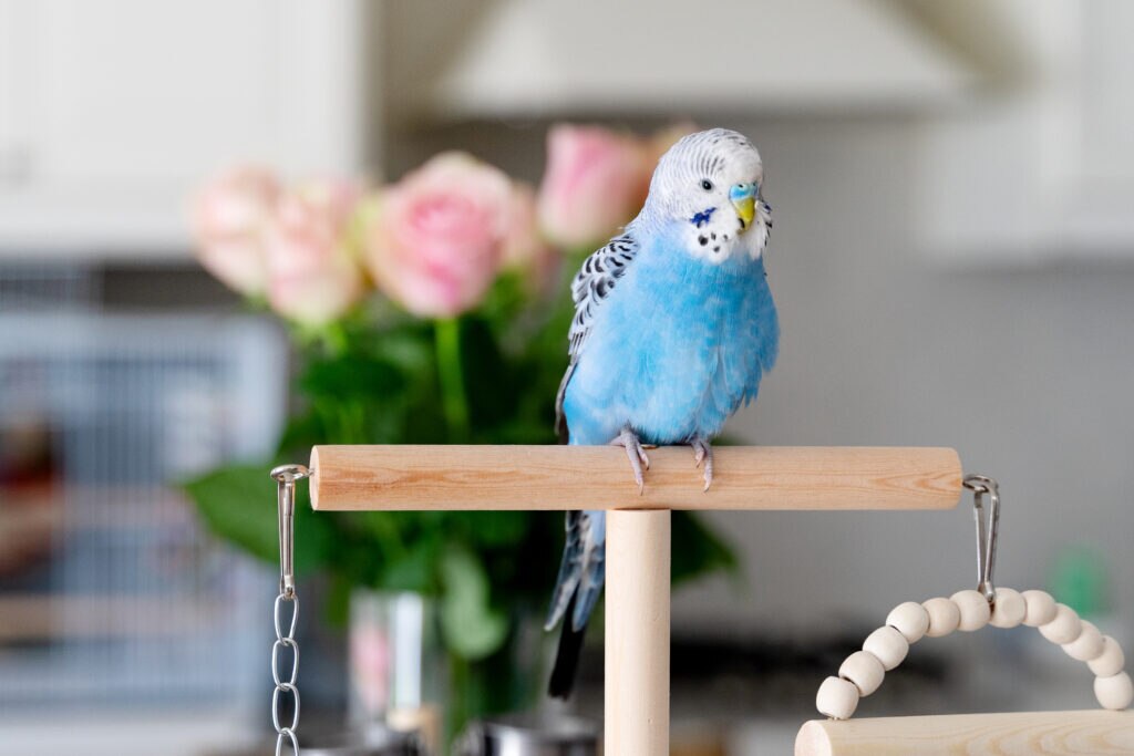 Blue budgie sitting on a bird perch