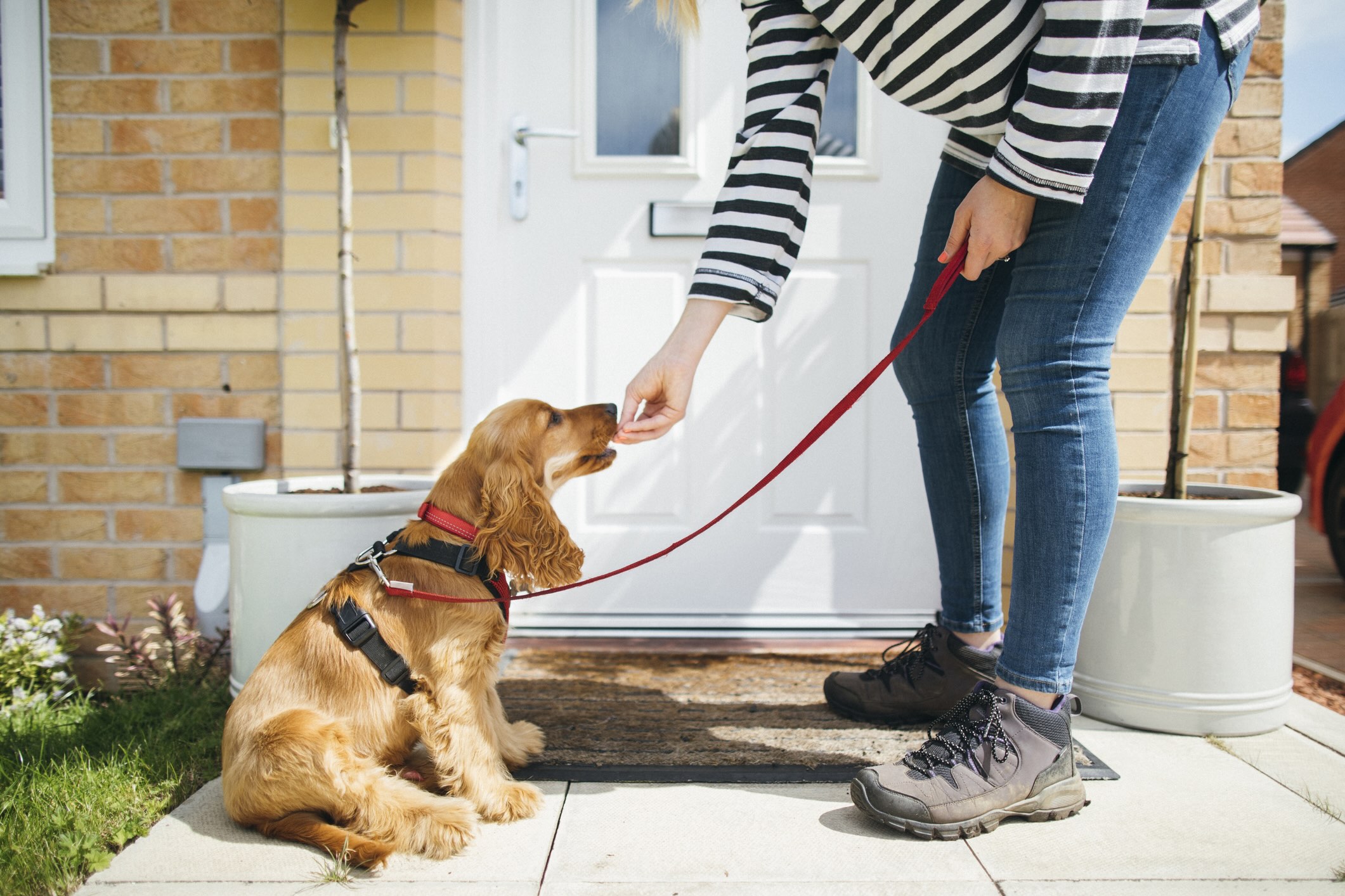 A woman giving a brown cocker spaniel a treat. Bond with your dog through positive reinforcement. 