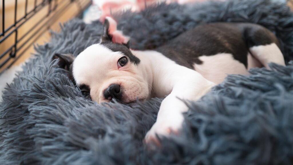 puppy crying in crate: puppy lying in crate