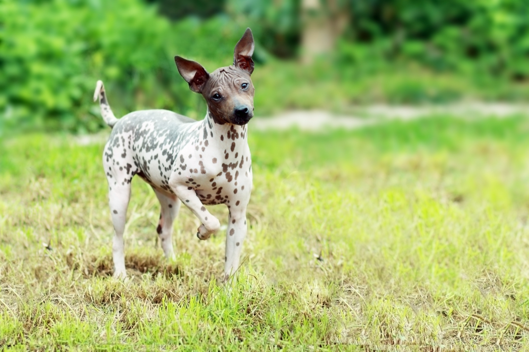 Speckled American Hairless Terrier dog breed standing in grass