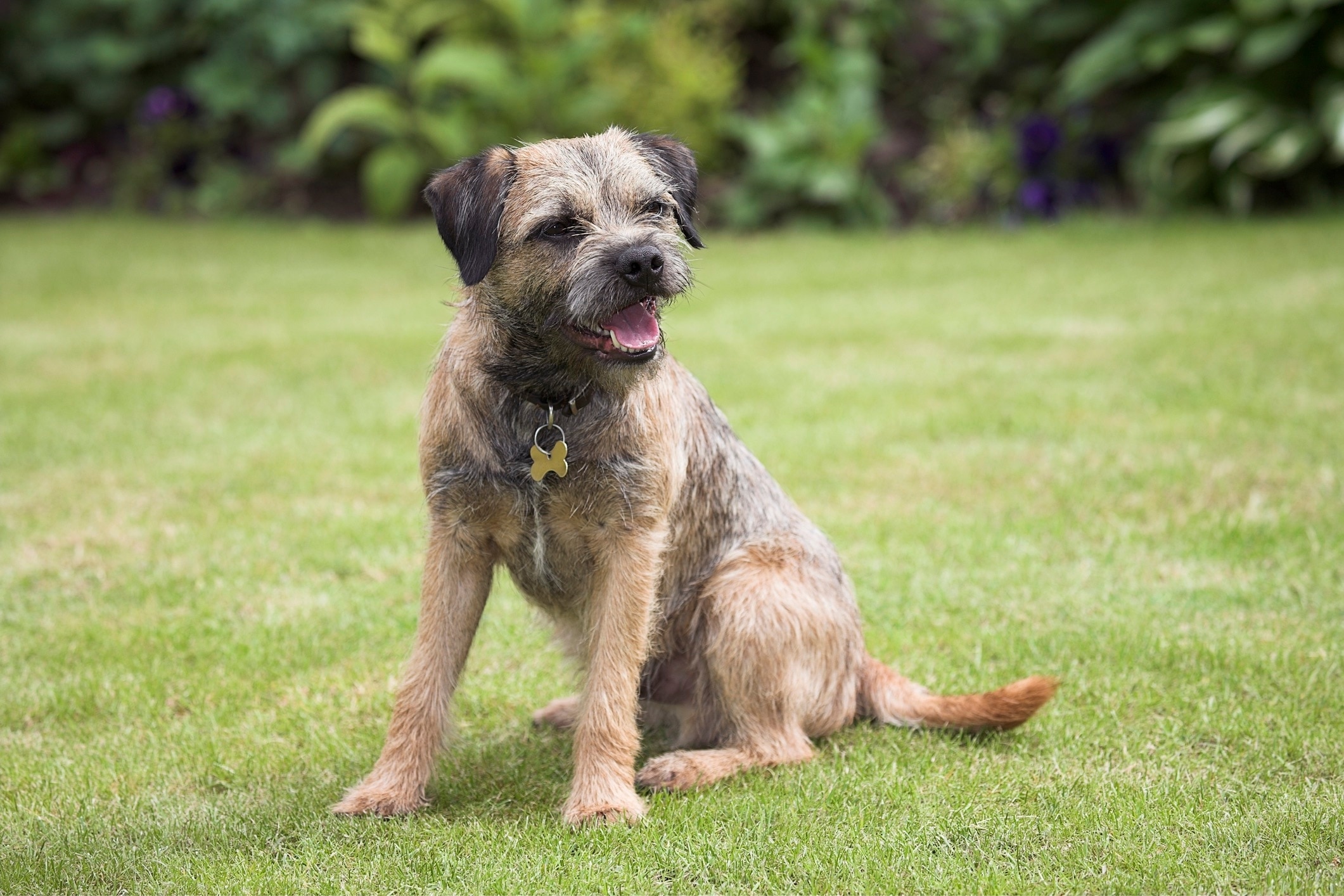 A scruffy Border Terrier dog sitting in a yard