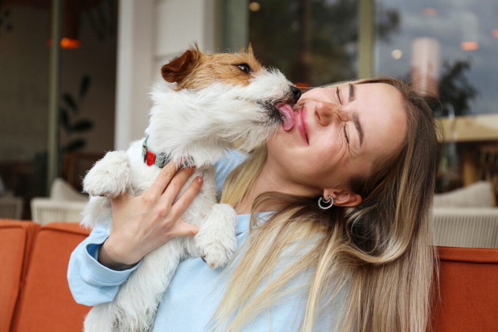 russell terrier licking woman's face