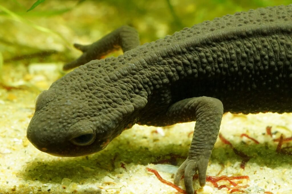 Fire bellied newt