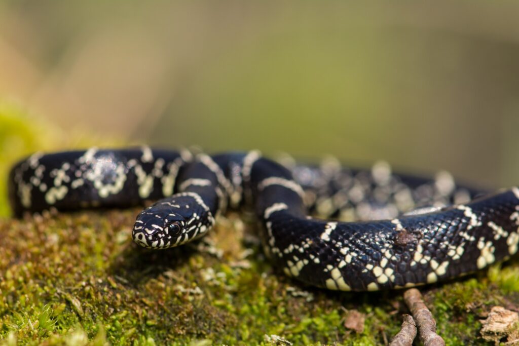 Colubrid snake