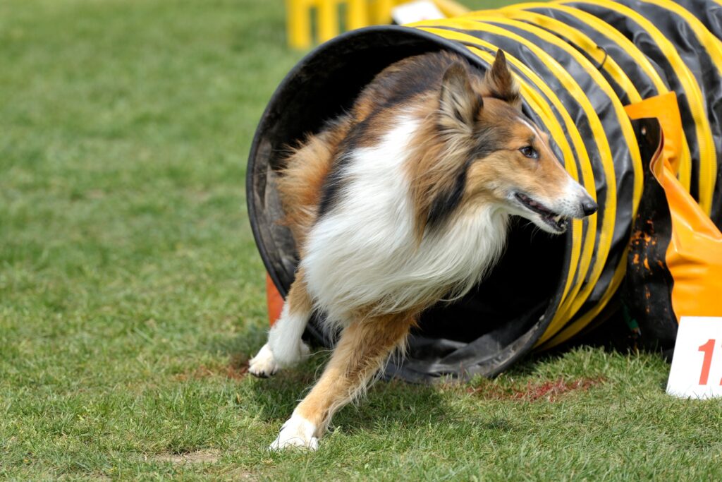 A Rough Collie does agility.