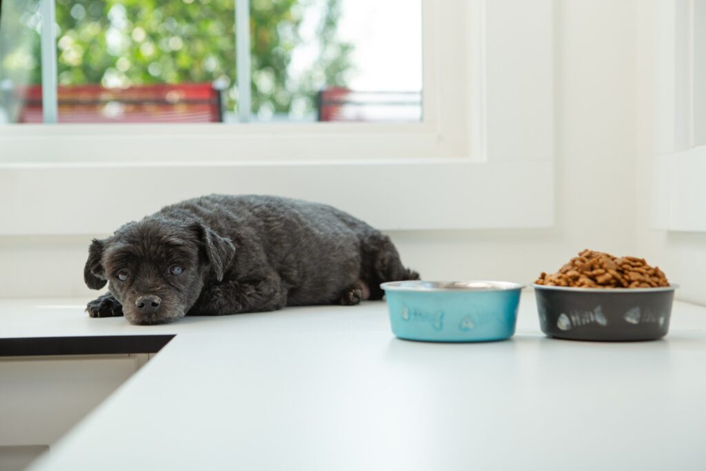 black fluffy dog lying on counter with uneaten food bowl