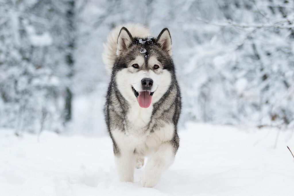 gray and white siberian husky in the snow