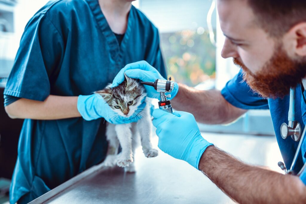 vet looking into ear of kitten