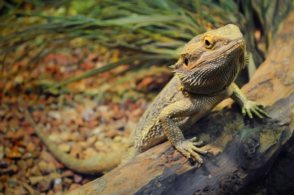 Bearded dragon in terrarium