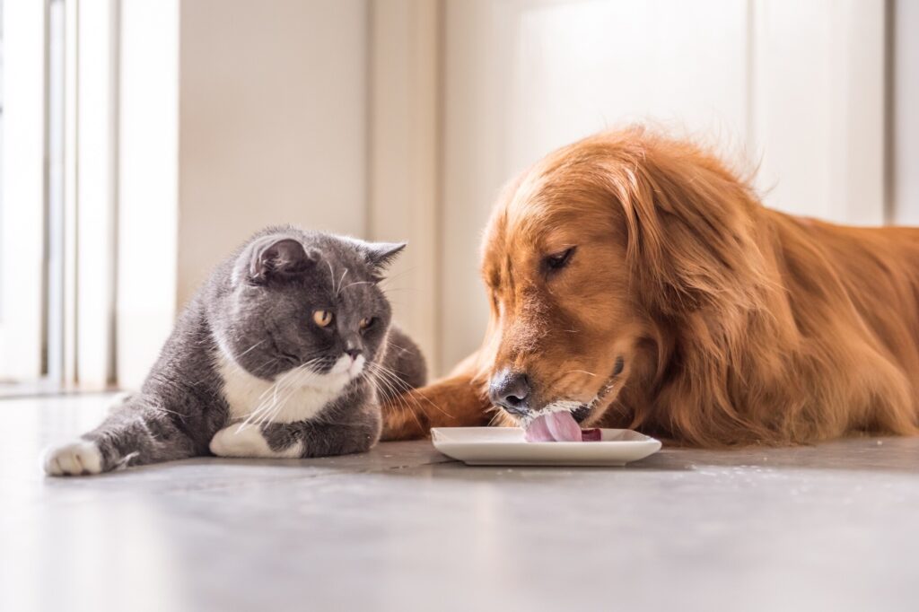 cat and dog lying on the floor and drinking milk