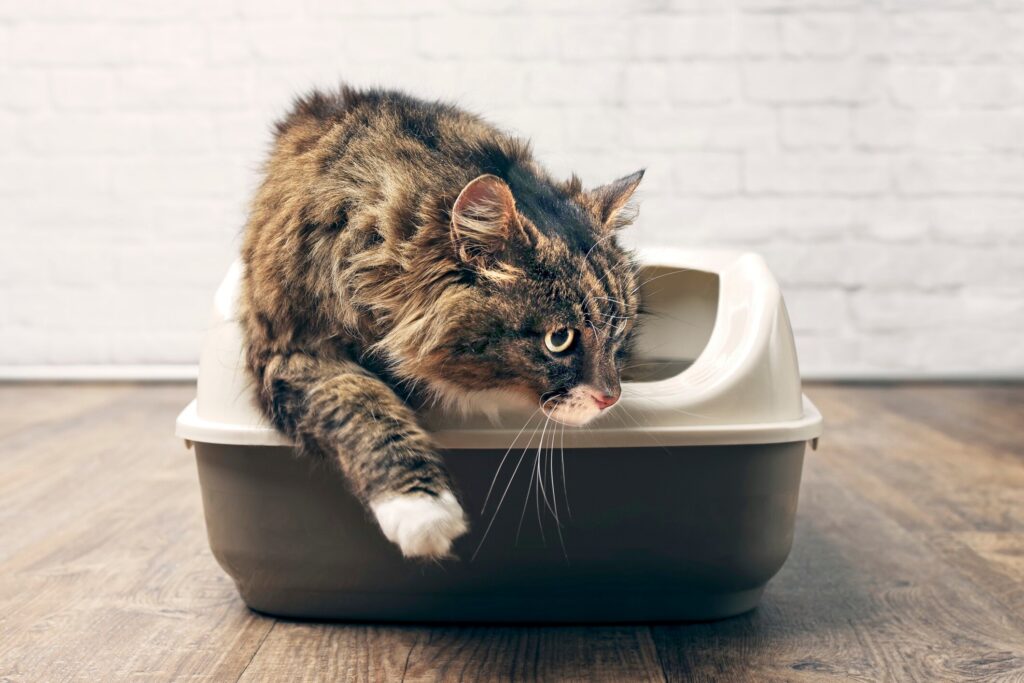 brown tabby maine coon getting out of the litter box