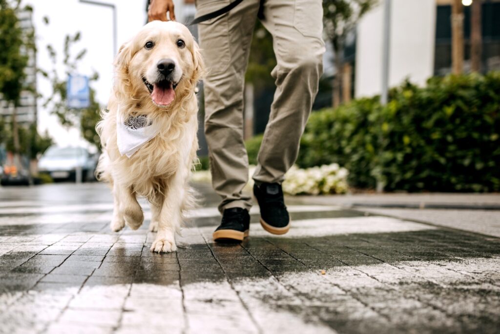 golden retriever wearing a bandana on a walk