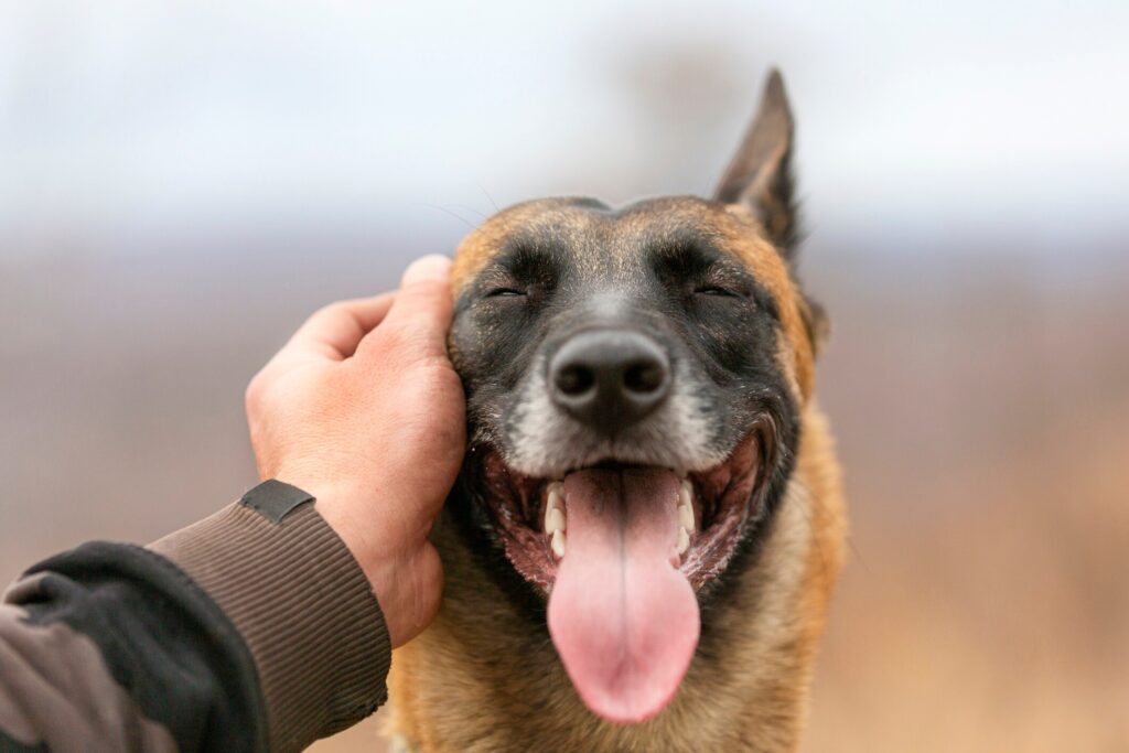 close-up of a german shepherd being pet on the cheek