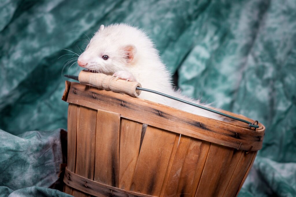 Ferret in basket