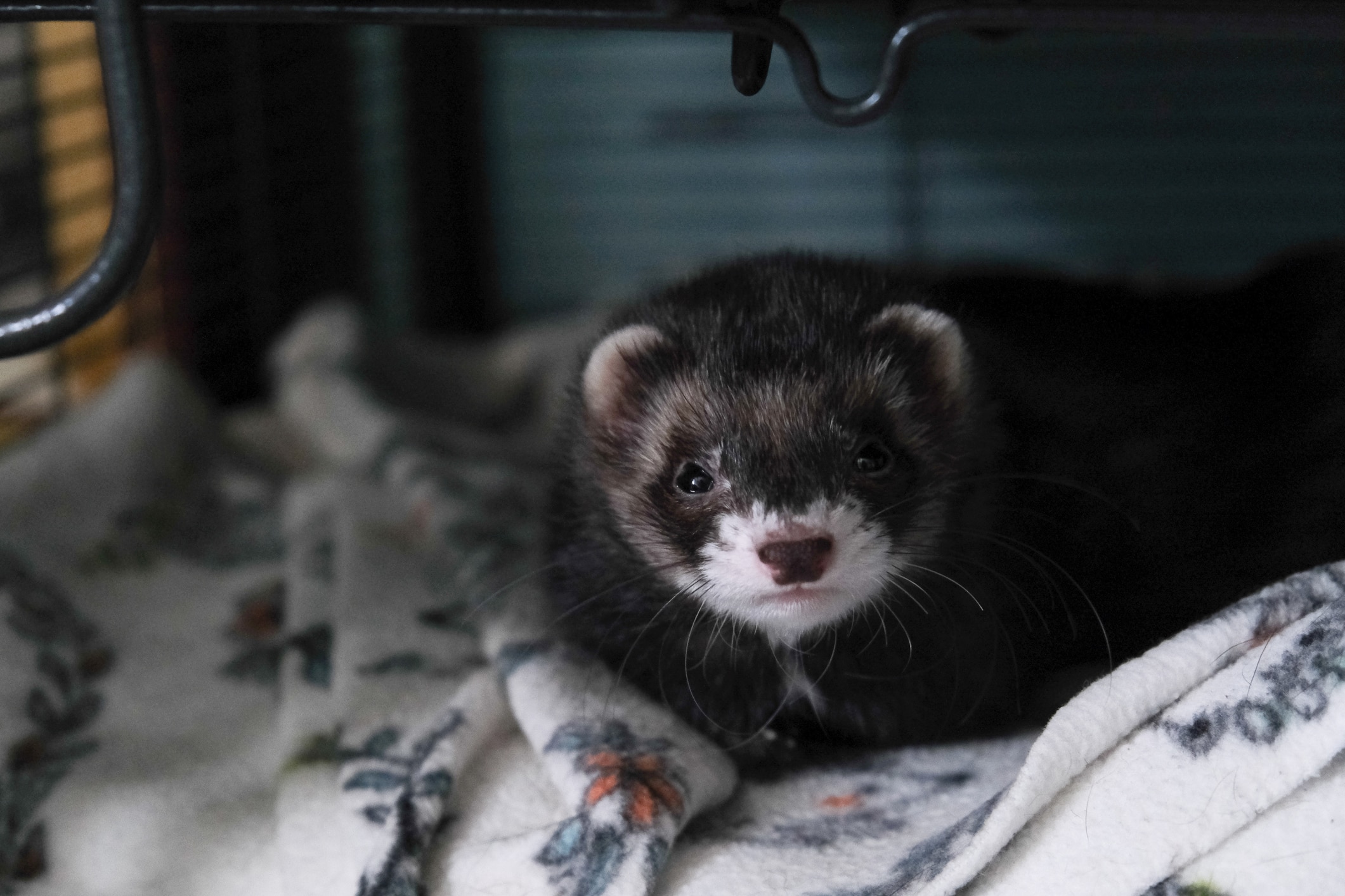 Black ferret