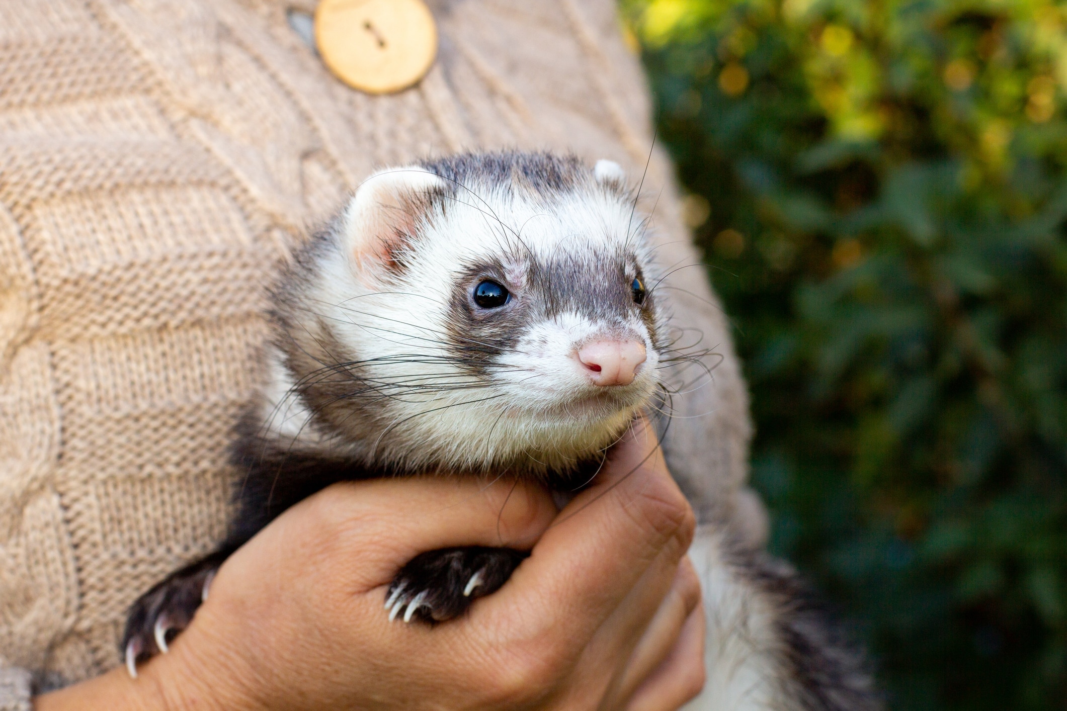 Black sable ferret
